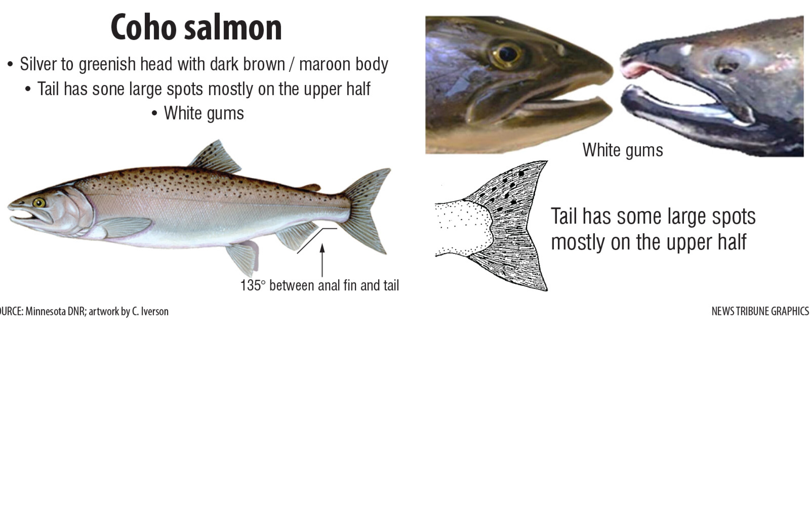 How To Distinguish Between Chinook Salmon Coho Salmon And Steelhead how-to-distinguish-between-chinook-salmon-coho-salmon-and-steelhead